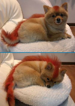 firefox.jpg