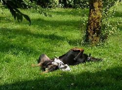 sexo esntre racas.jpg