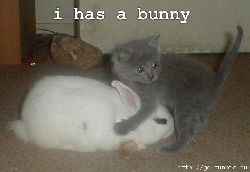 ihasbunny.jpg