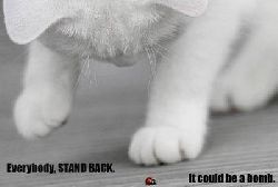 cat-bomb.jpg