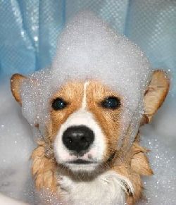 dog-wash.jpg