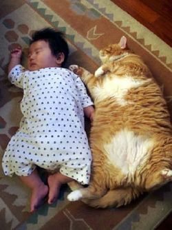 funny-picture-cat-baby-kid02.jpg