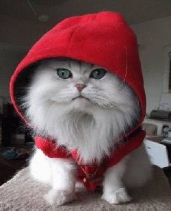 little-red-cat.jpg