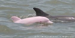 Rare+Young+Pink+Dolphin.jpg